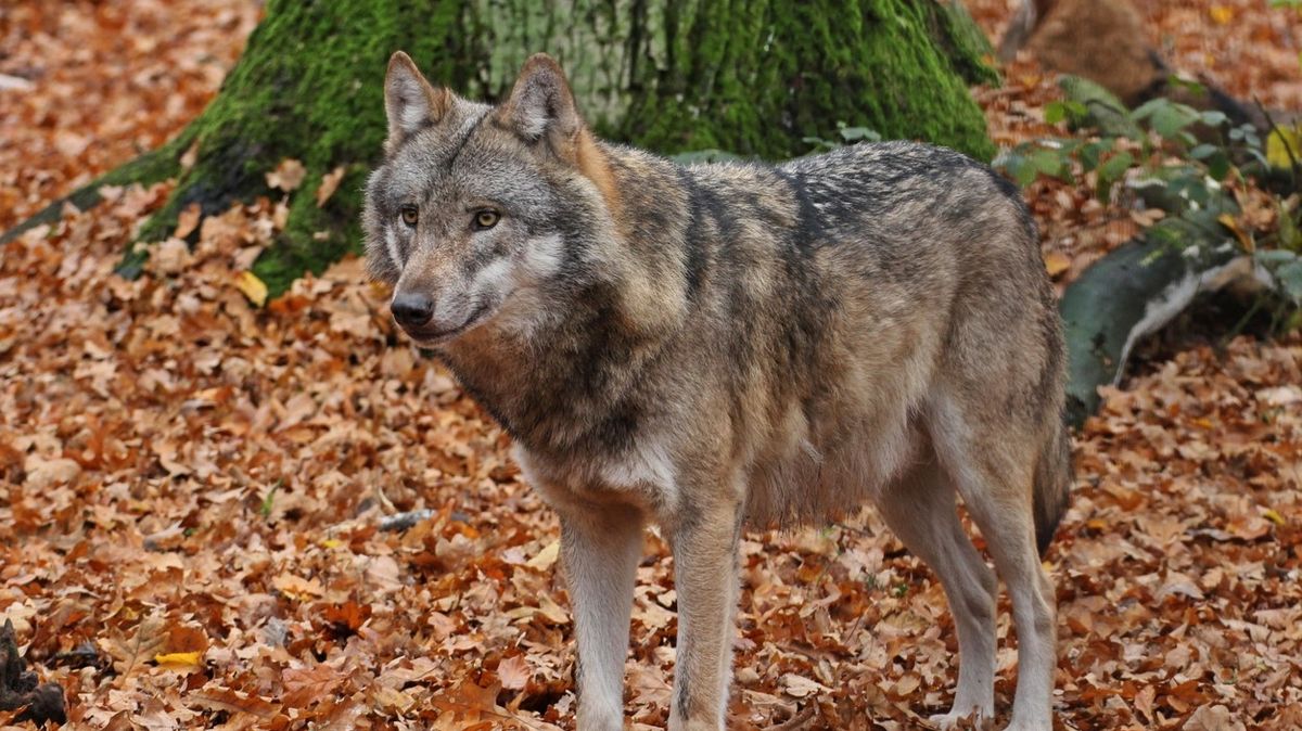 Vlci na Broumovsku popáté za sebou přivedli na svět mladé
